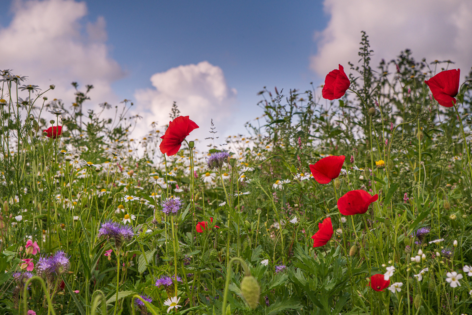 Poppy Field 
