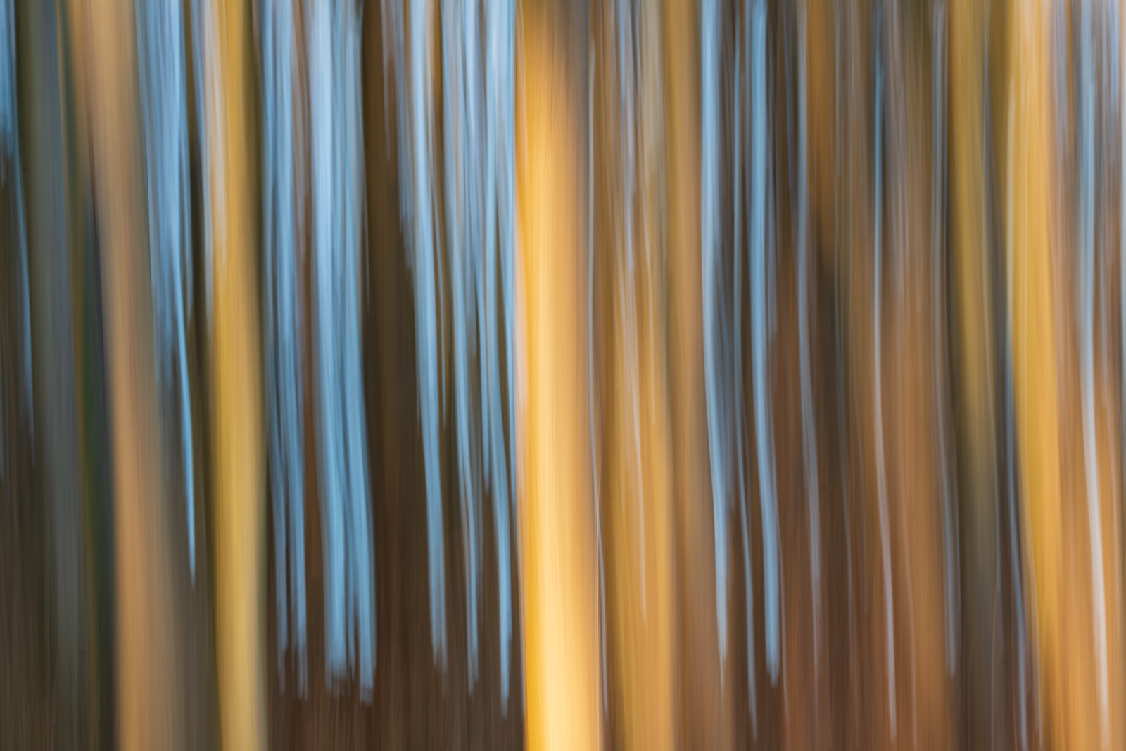 Birch Trees