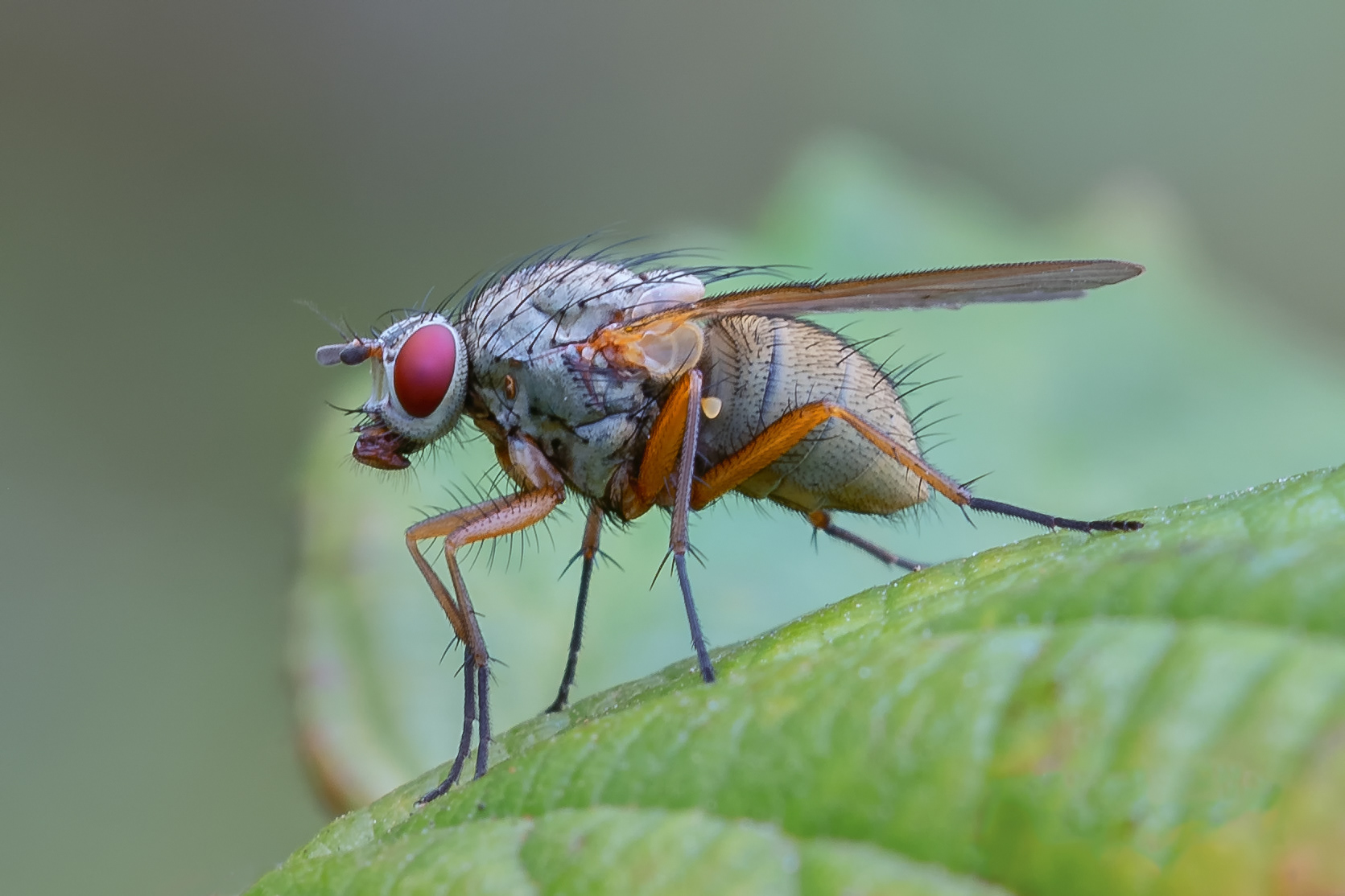 Fly Macro. We can often miss the detail in the common things around us.