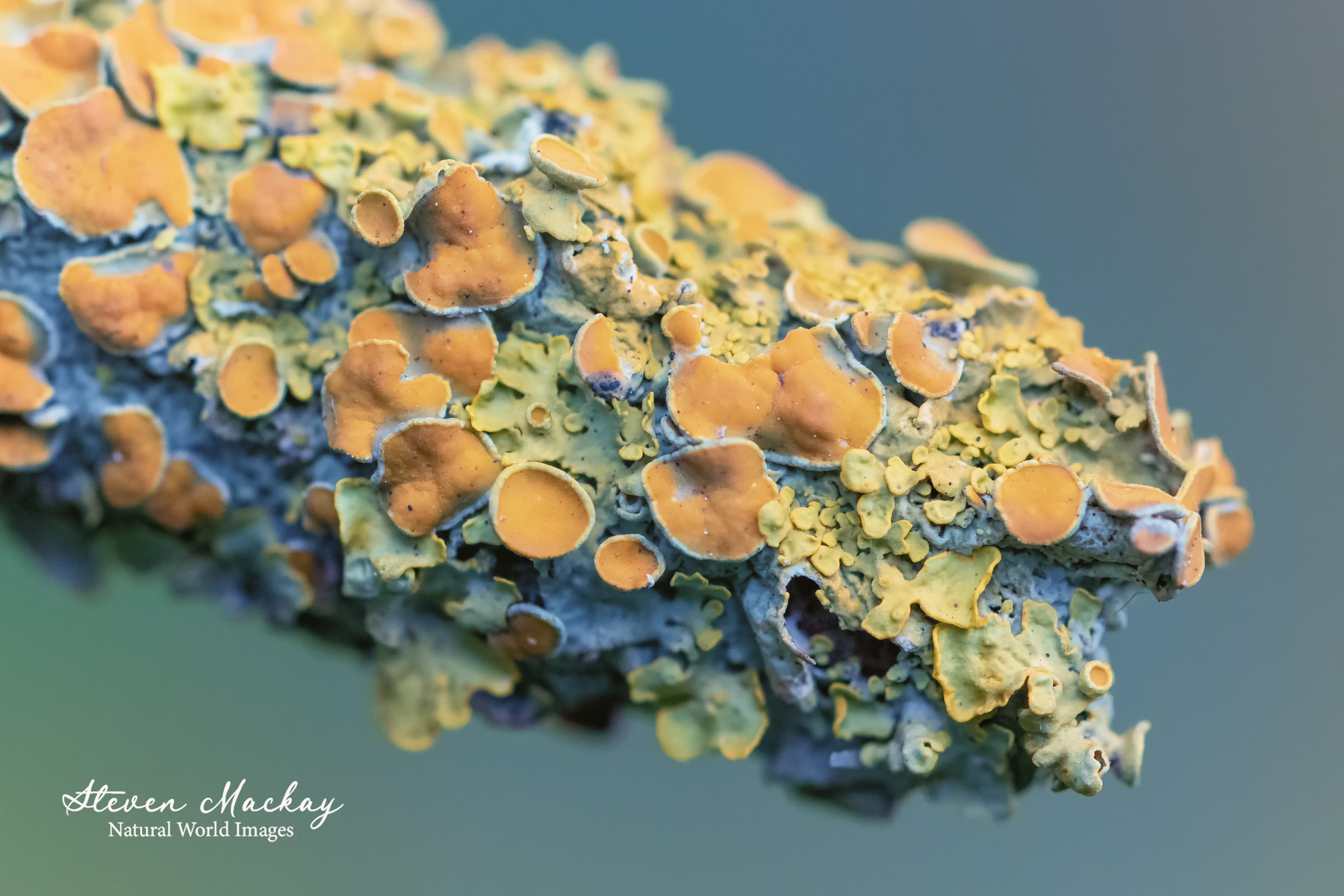 Lichen