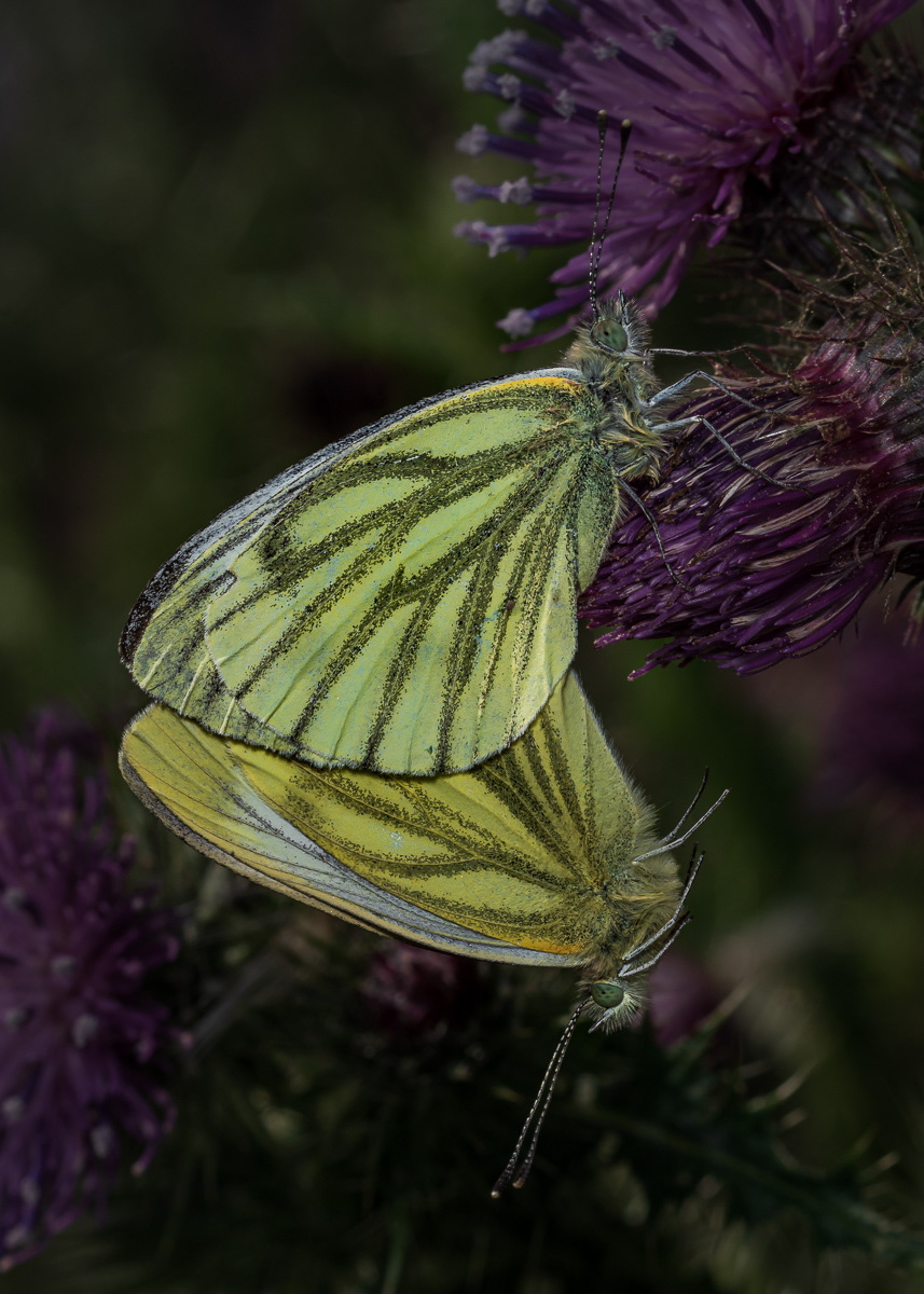 Butterflies mating