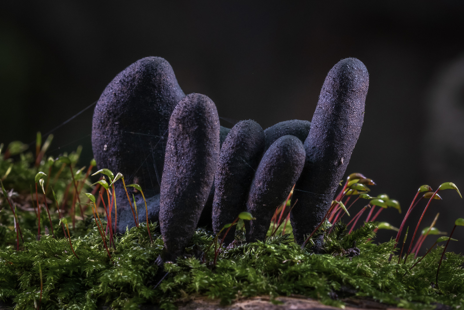 Fungi