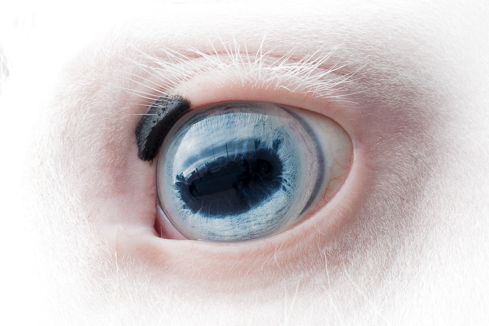 Horse eye