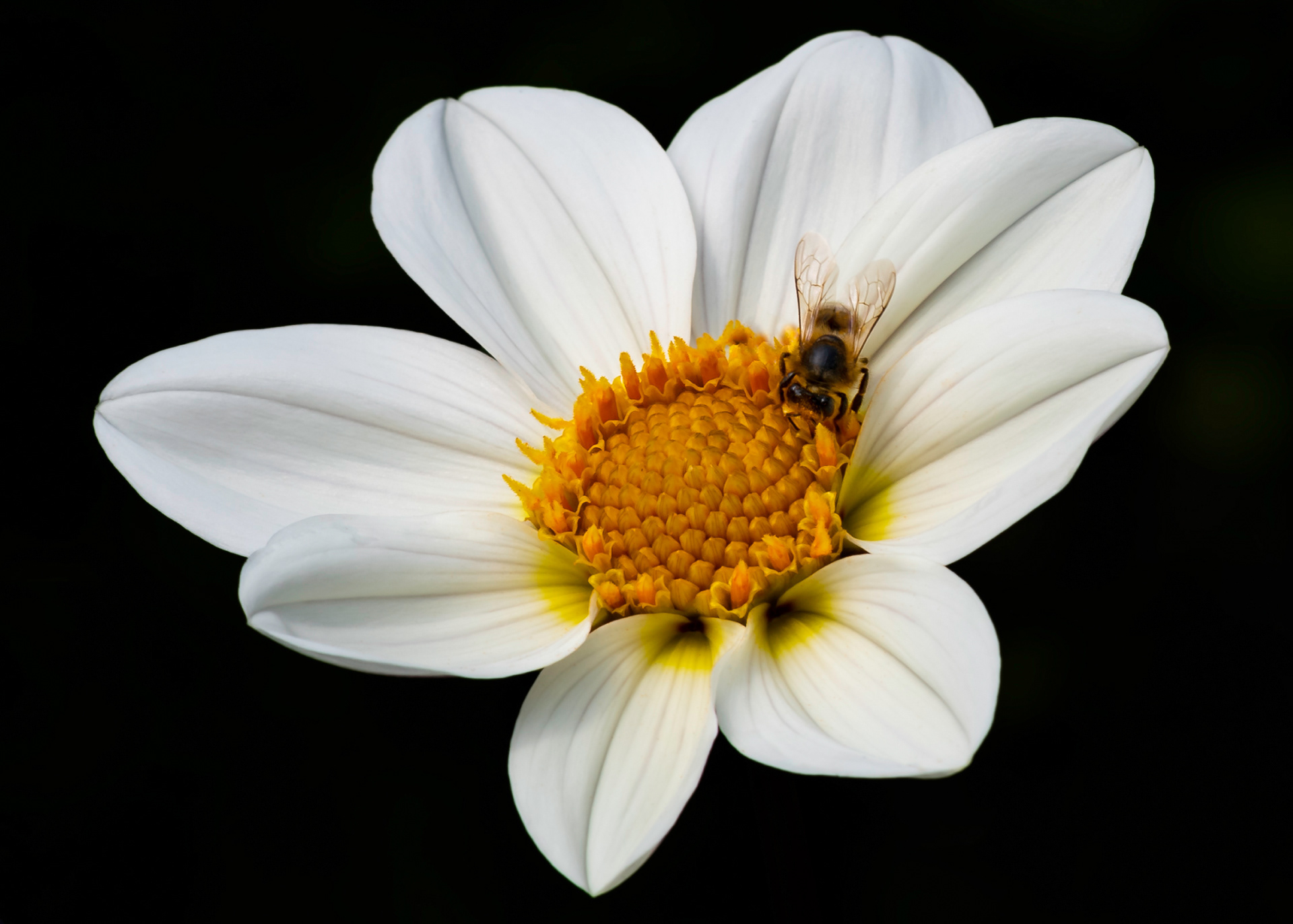 Pollination in Progress. Loved the detail of the flower and bee in this shot.