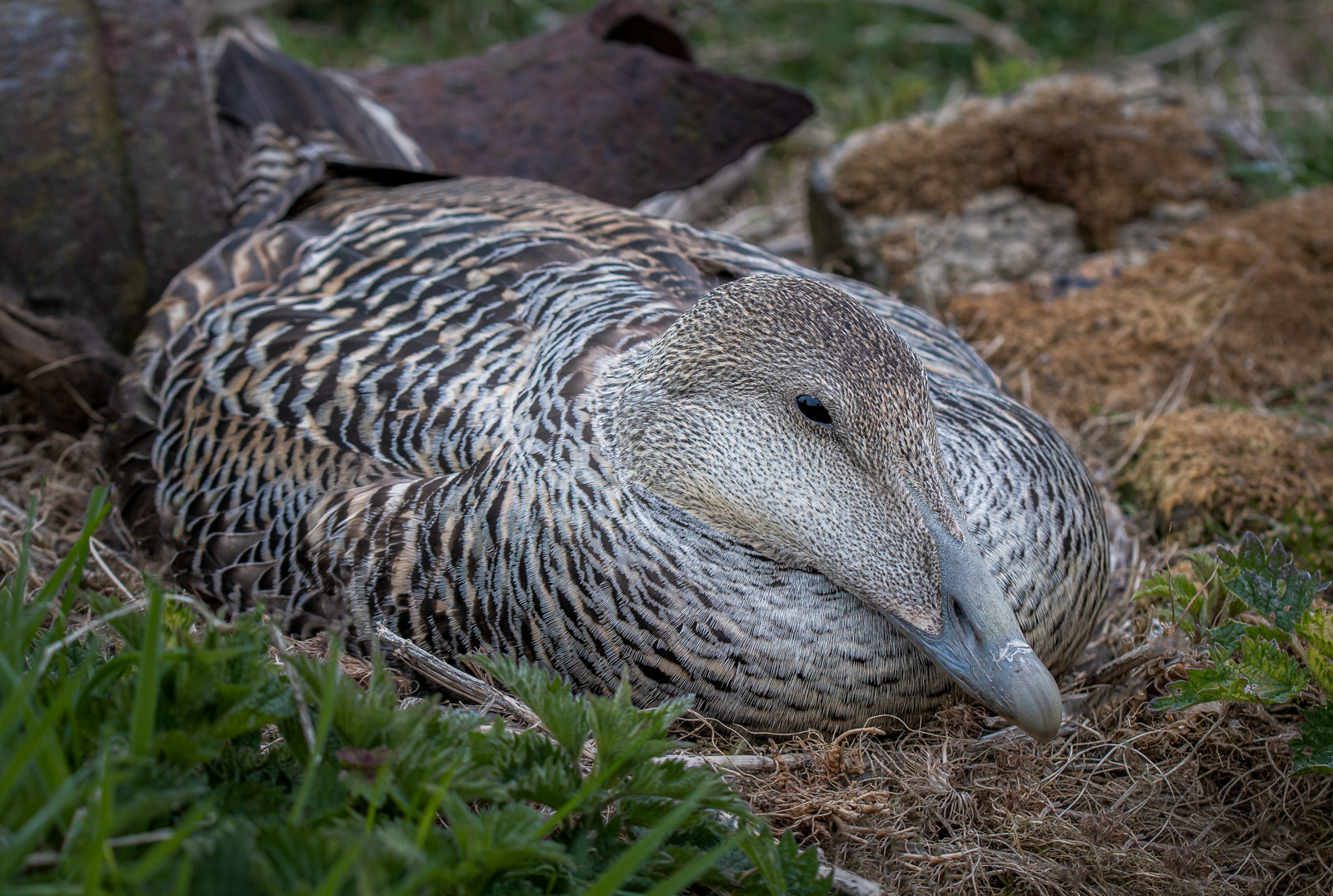Eider duck on nest