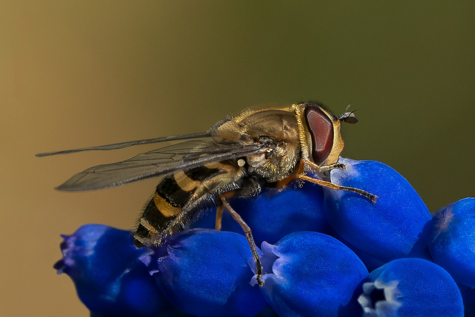 Hoveverfly gathering pollen