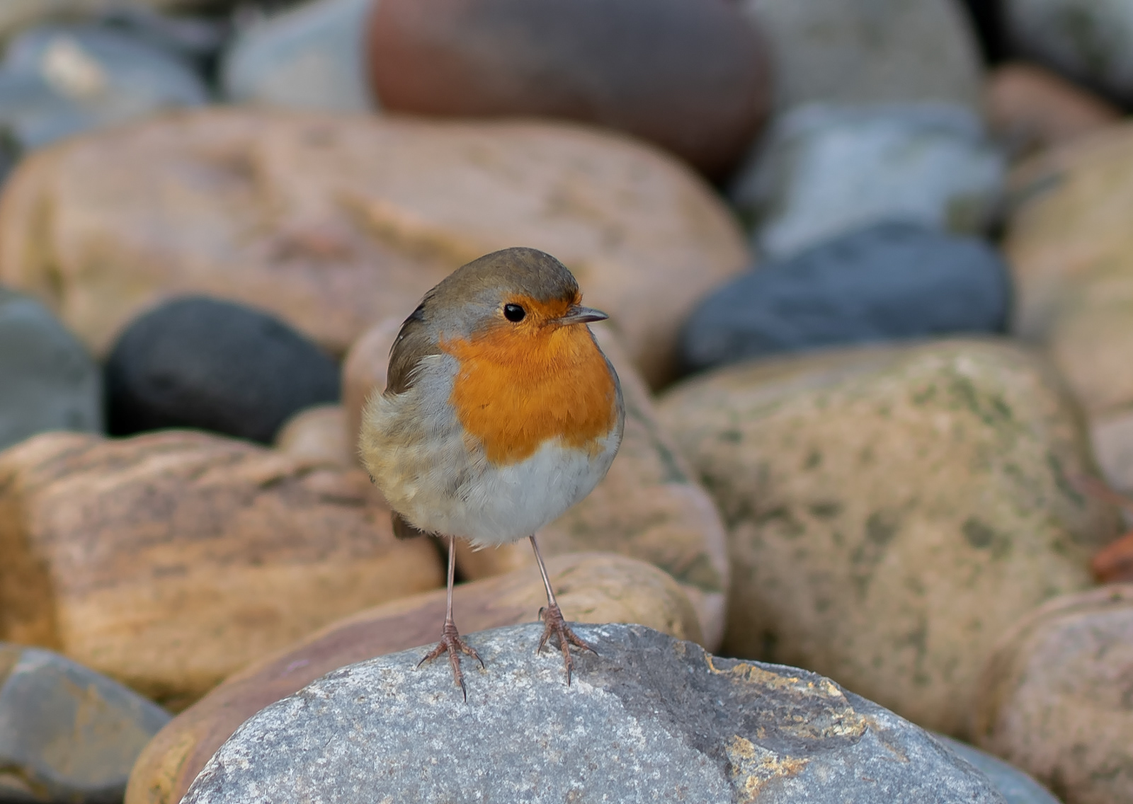 A Robin on the seashore.  