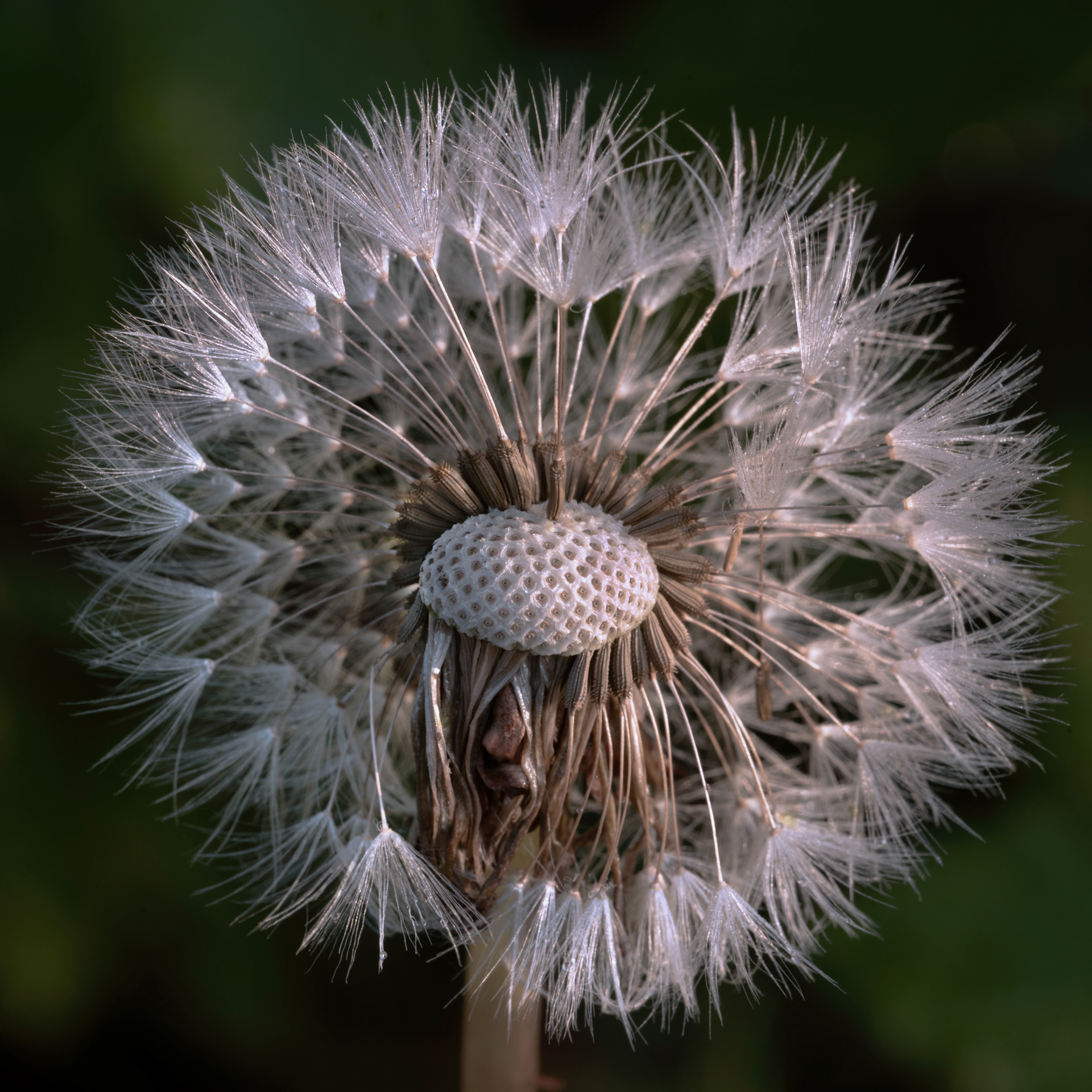 Centre of a dandelion