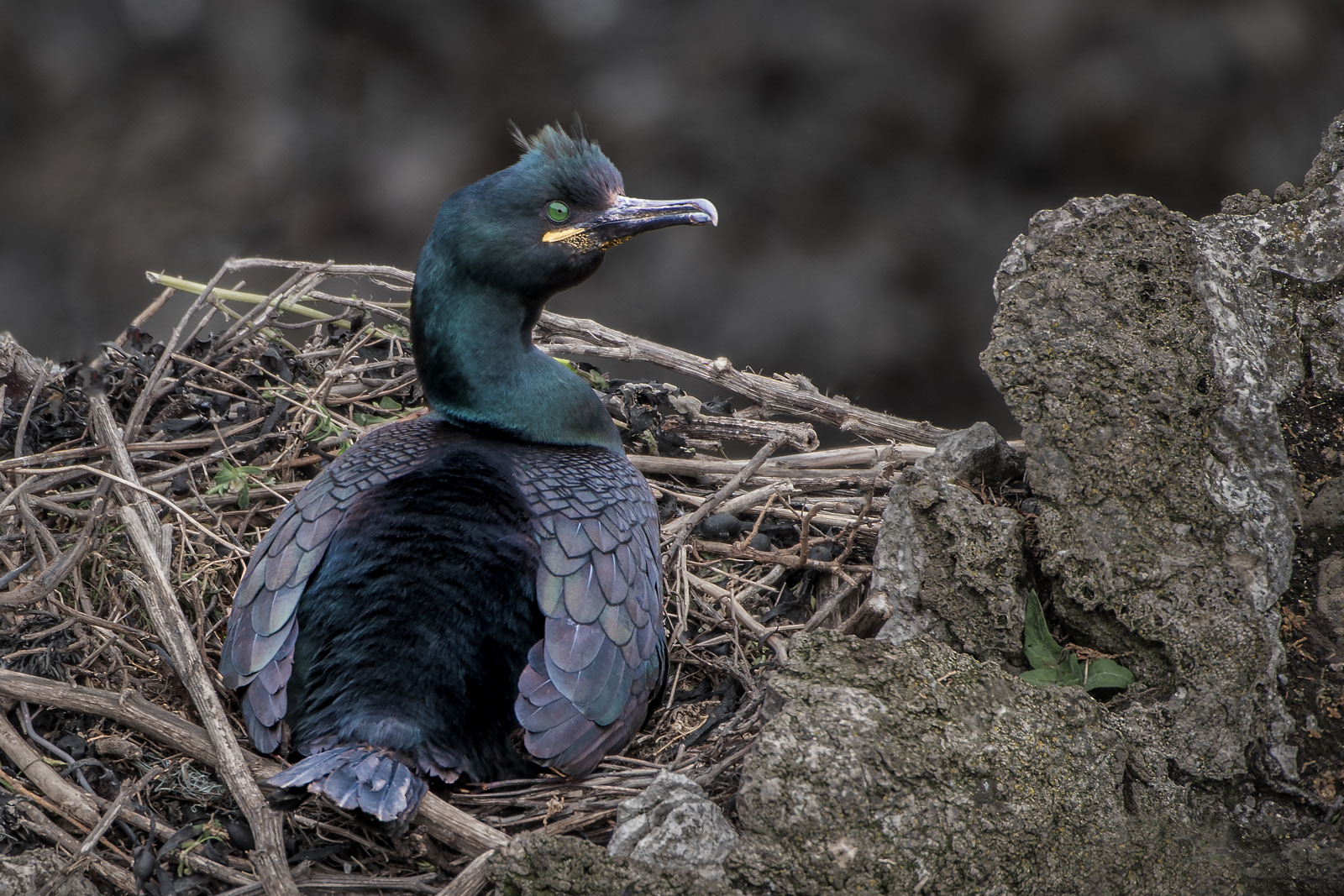 Nesting Shag