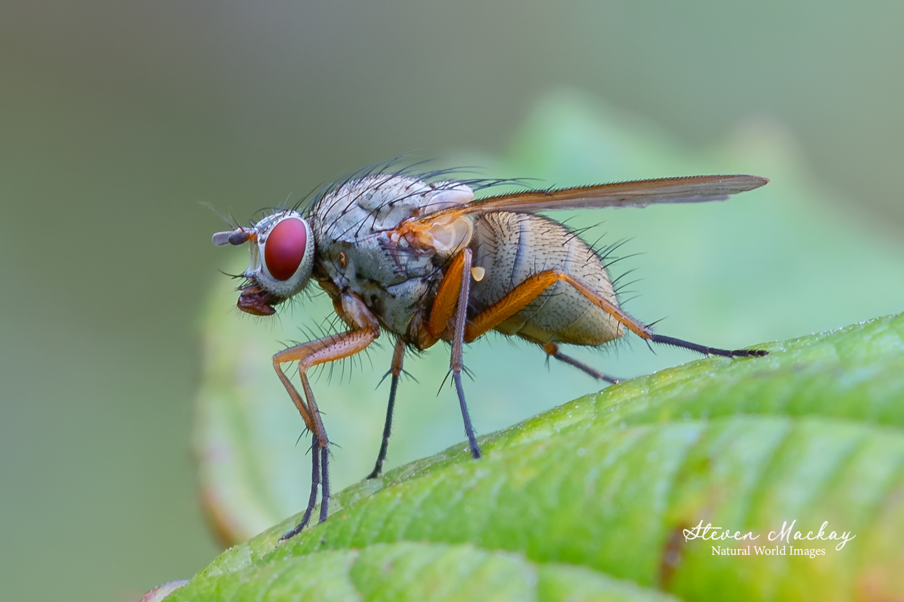 Fly macro