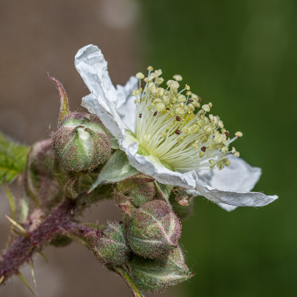 Campion close up