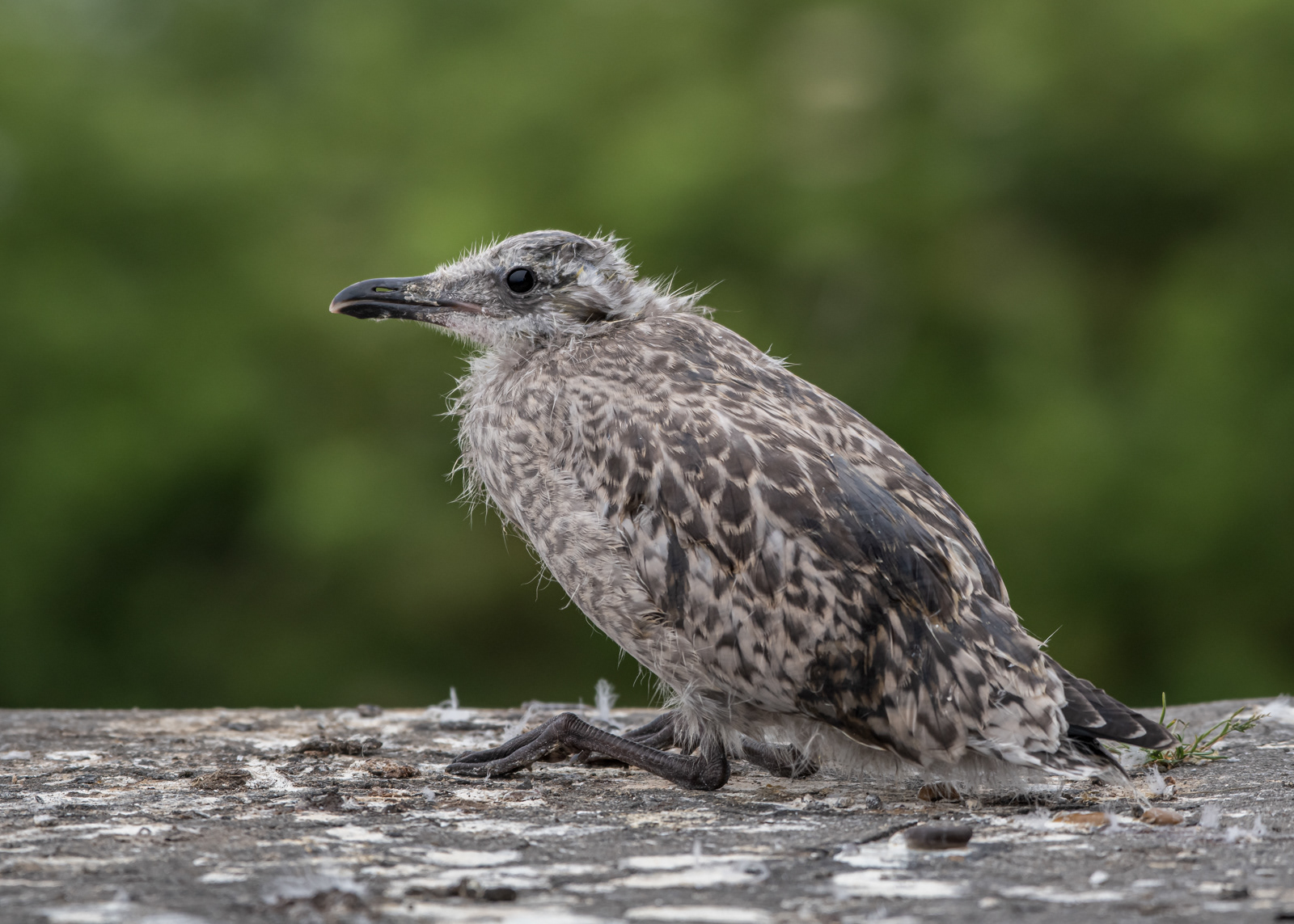 Gull Chick