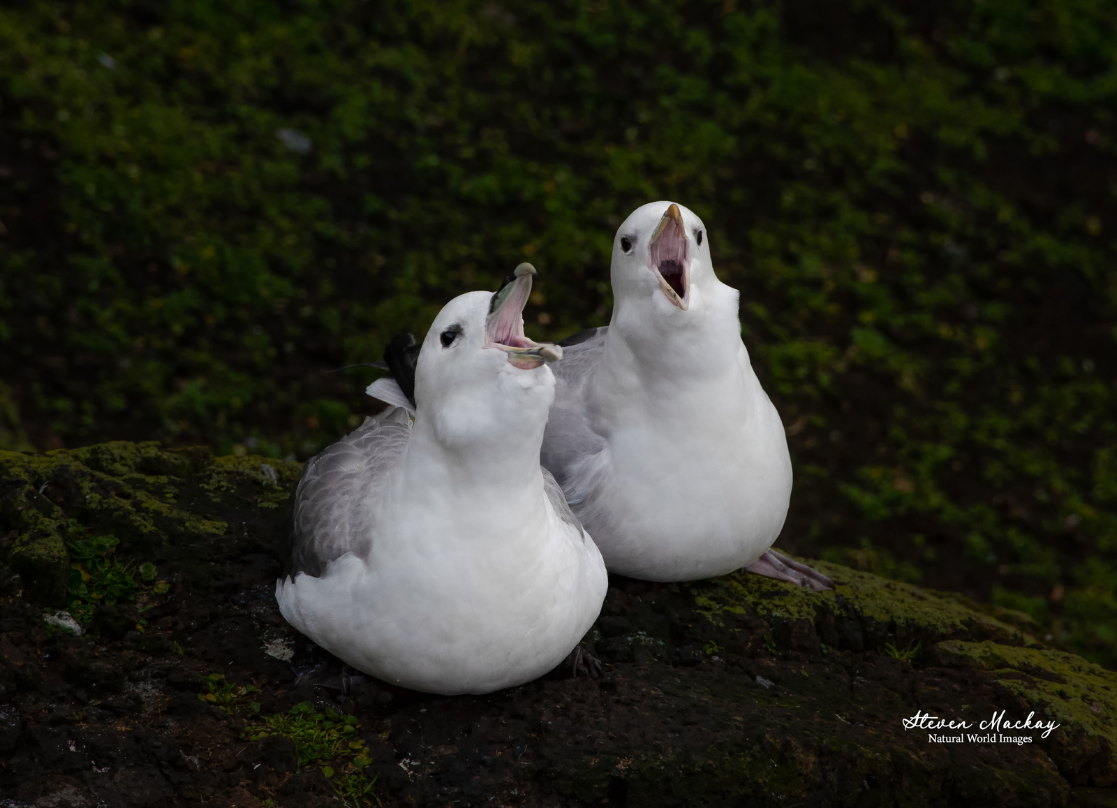 Shouting Kittiwakes