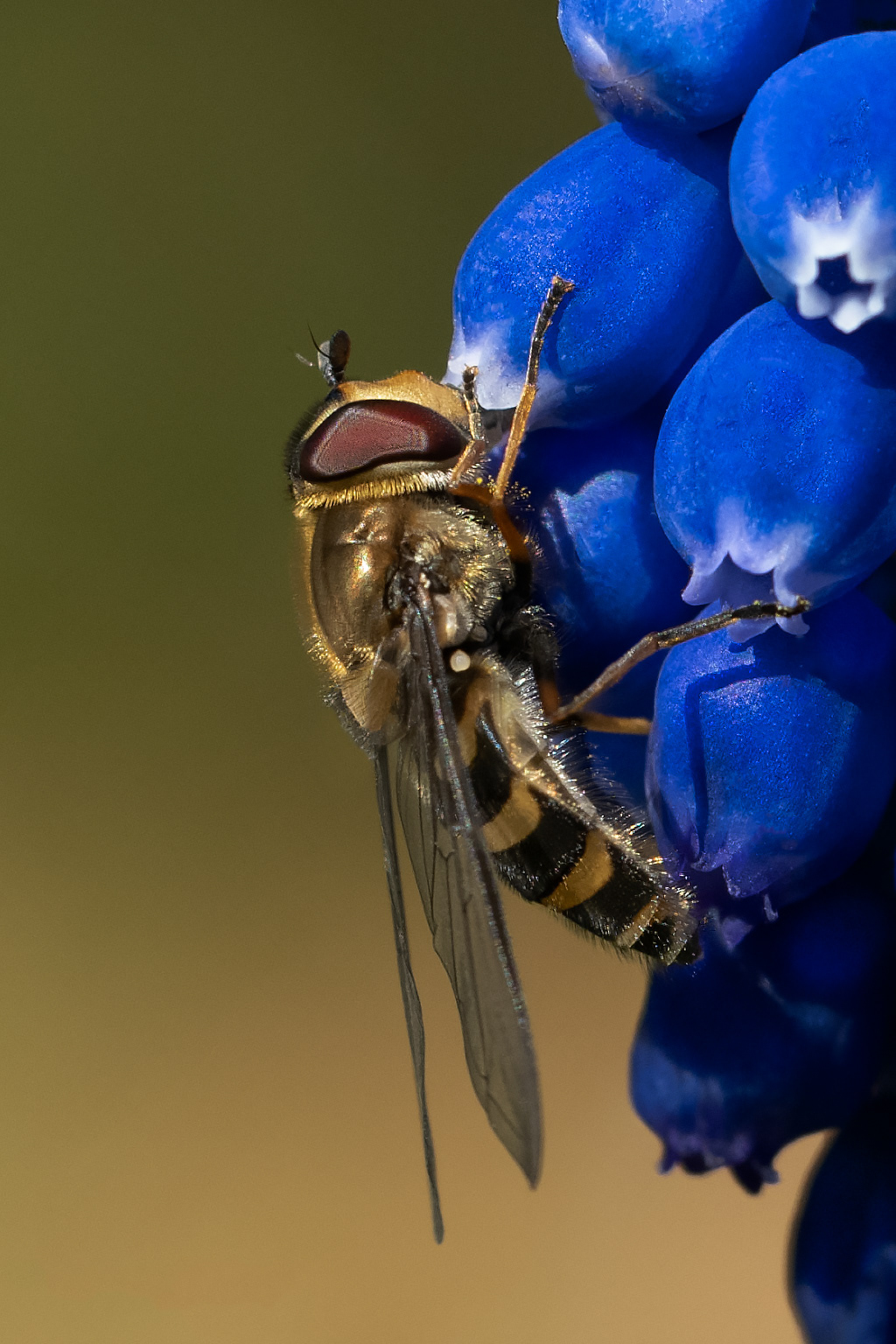Hoverfly gathering pollen.