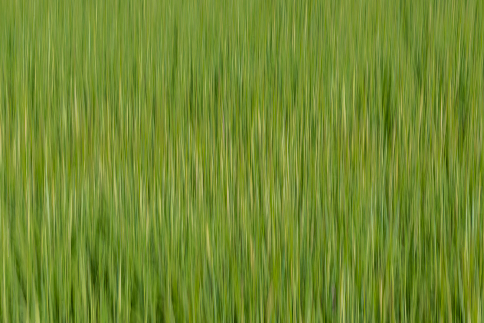 Wheatfield