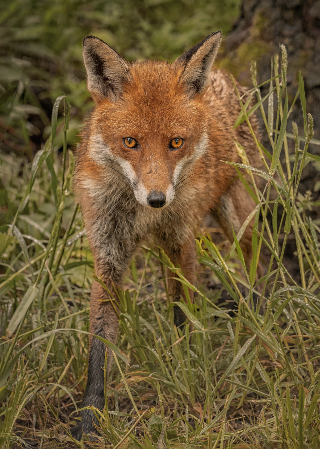 The Drookit Fox. A chance encounter with a very wet fox.
