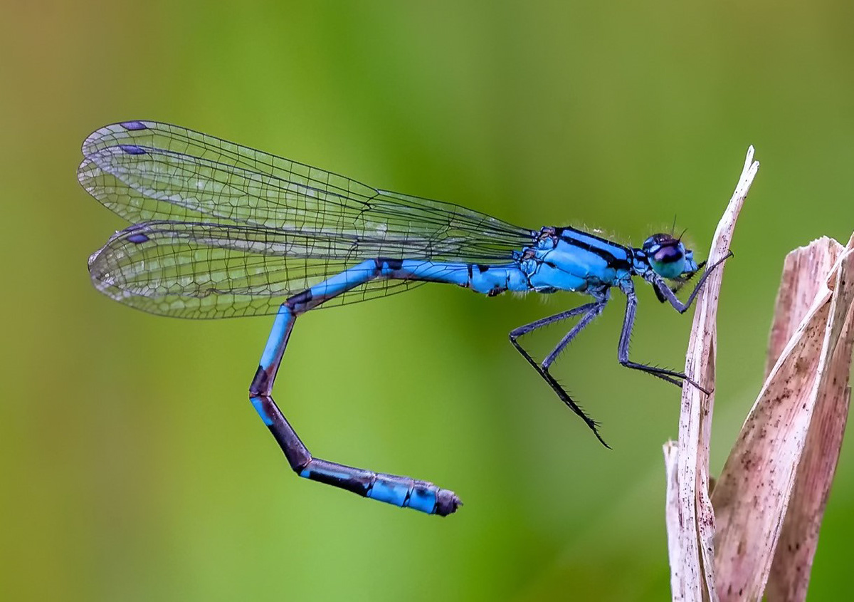 Damselfly