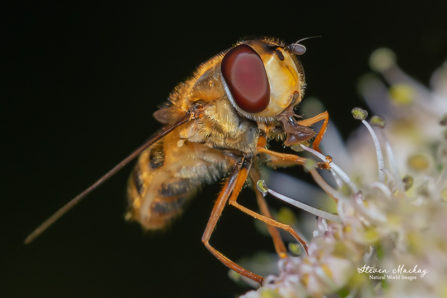 Hoverfly