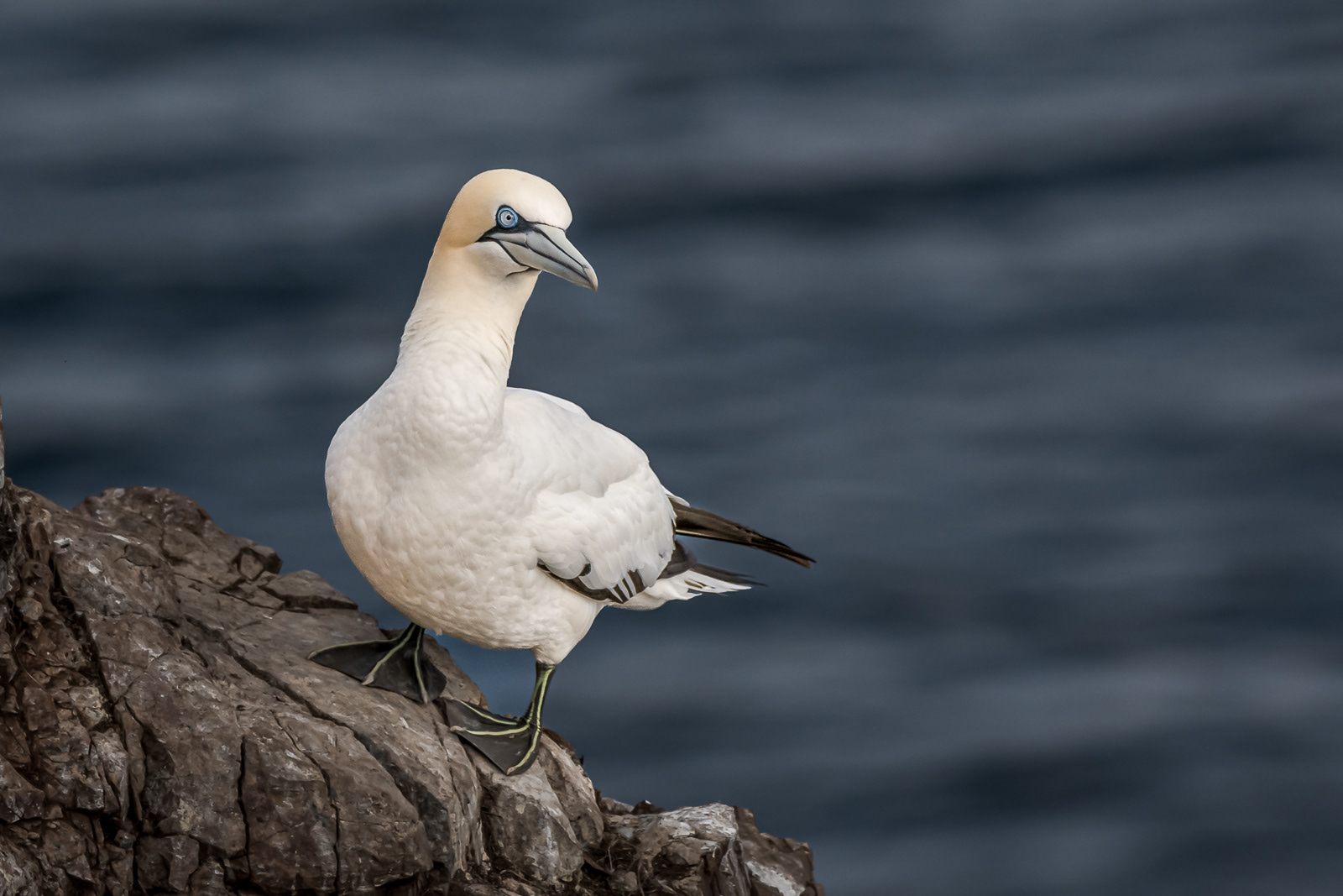 Gannet