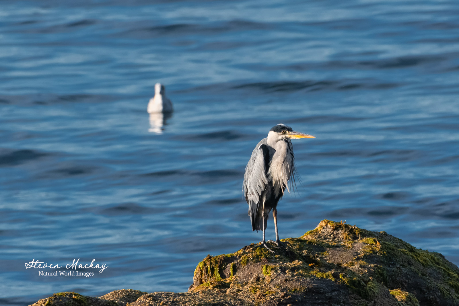 A Heron on Wemyss seashore.  