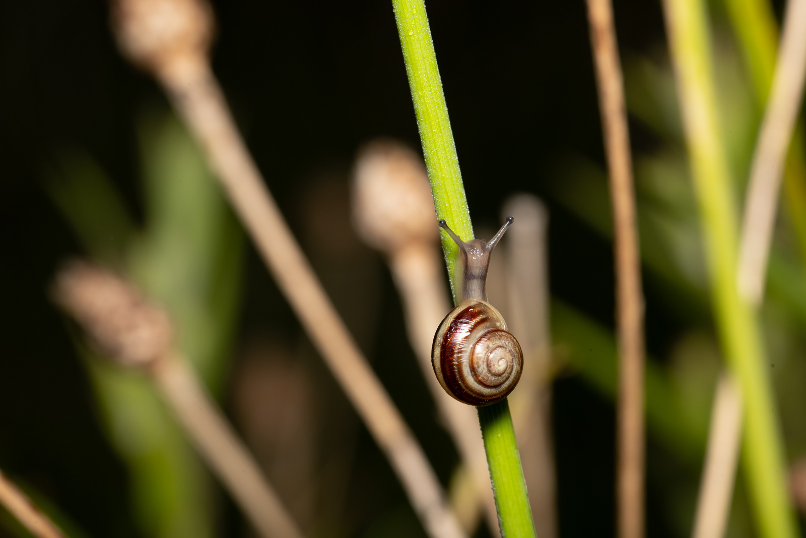 Snail climbing up plant