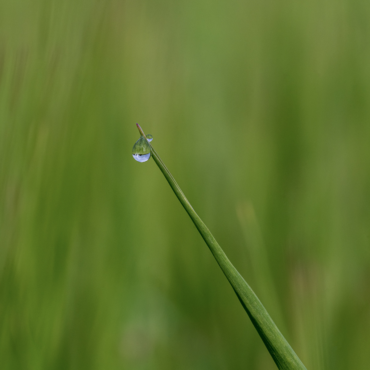 Water droplet
