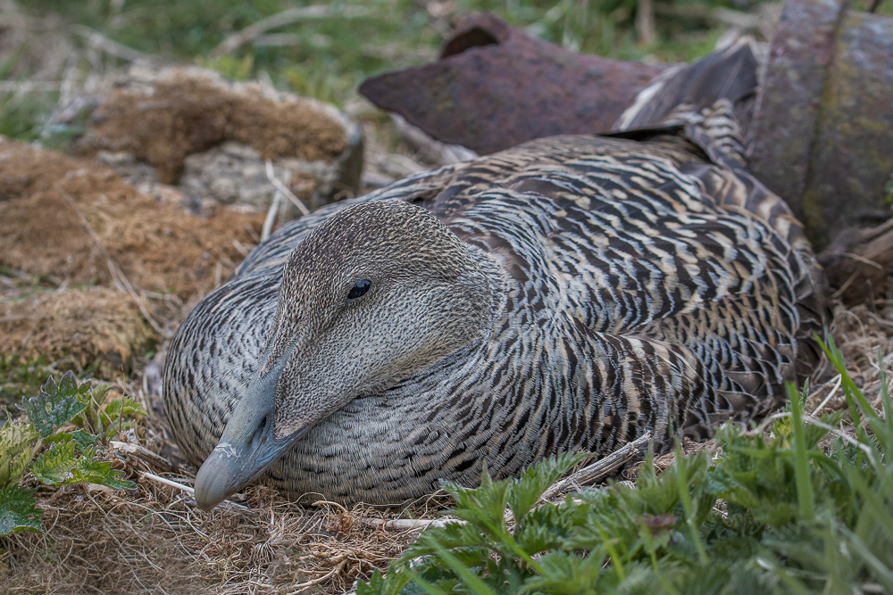 A female eider duck sitting on its nest.