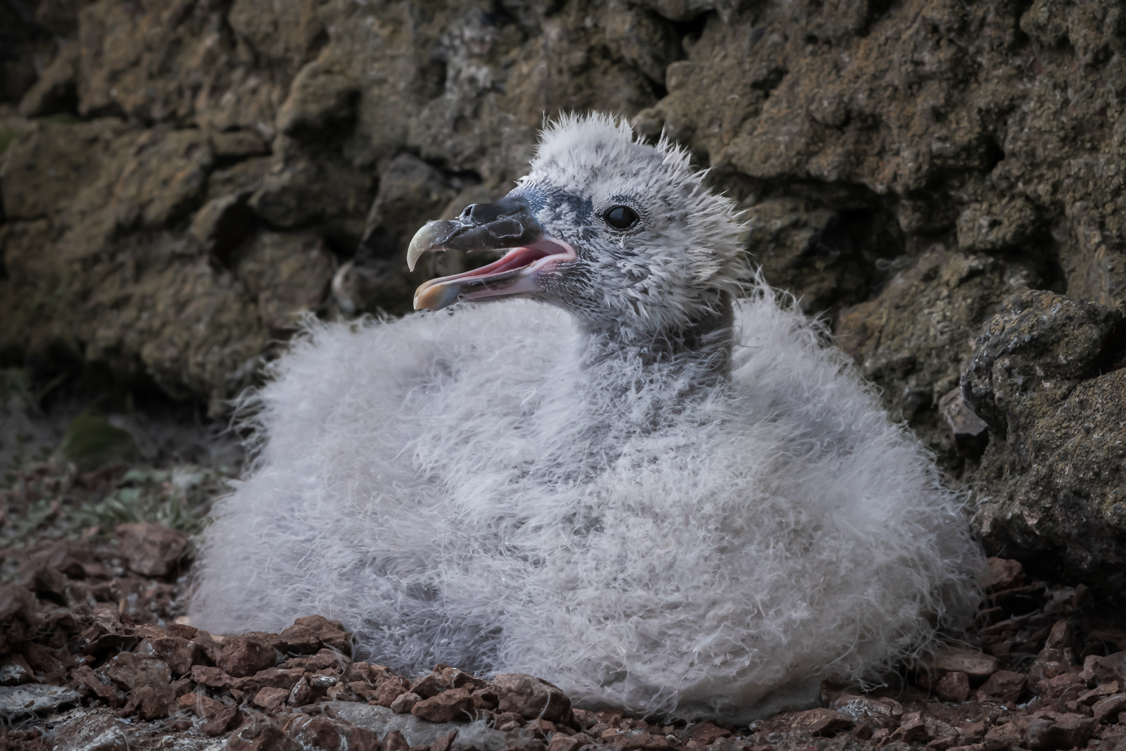 Fulmar chick