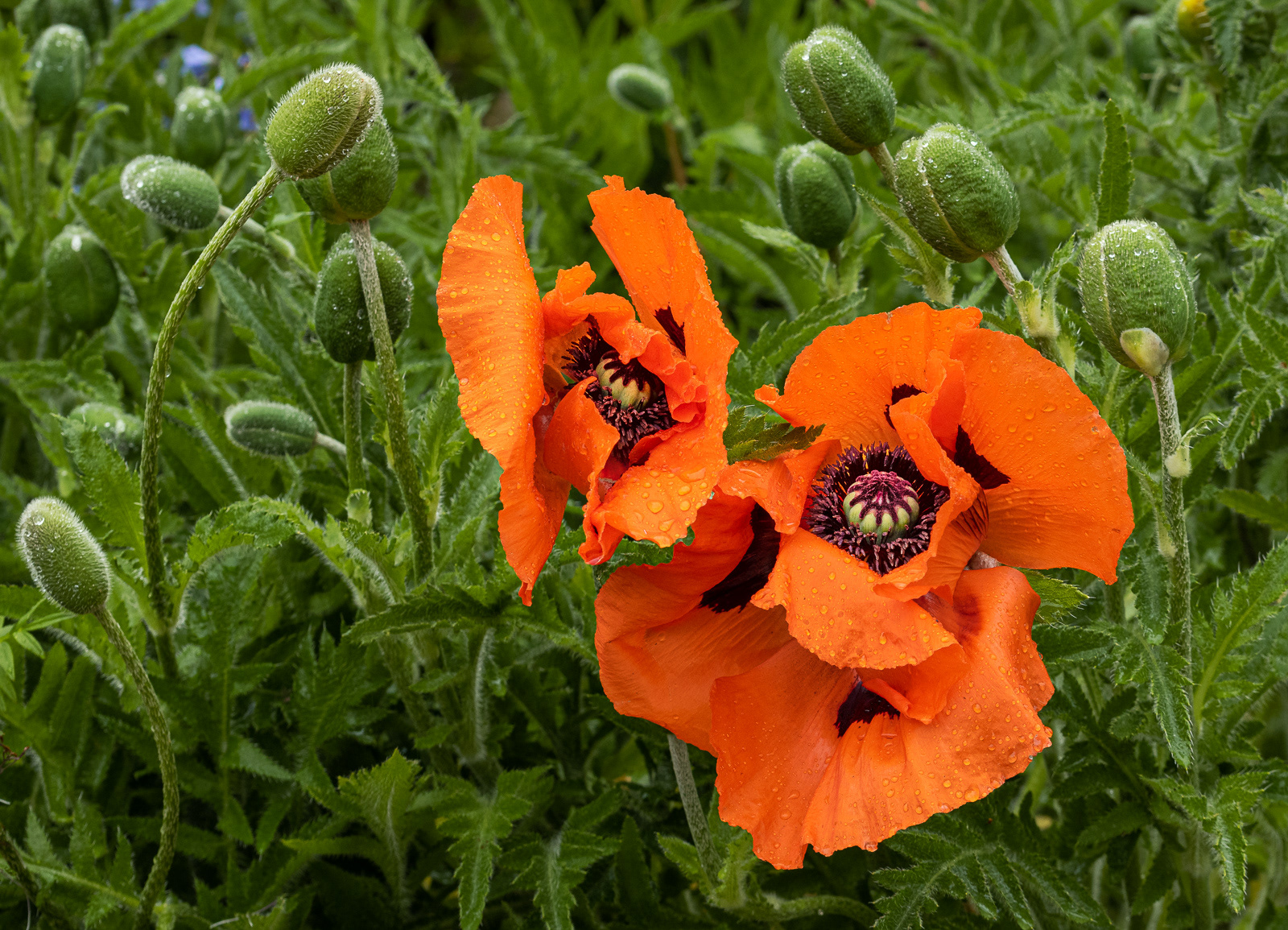 Poppies