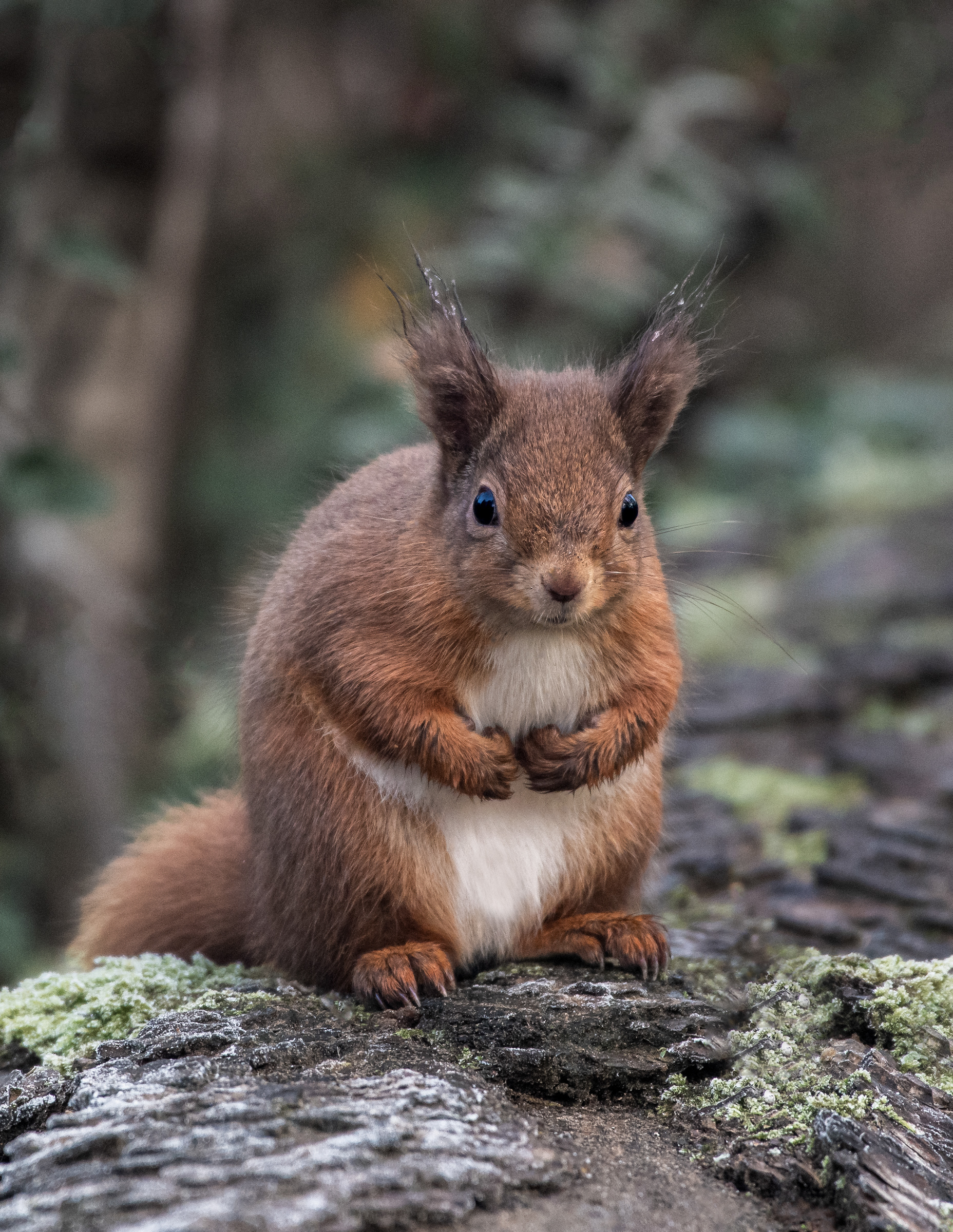 Winter Squirrel. Taken just after dawn on a very chilly morning. The white colour on the fur is actually frost.