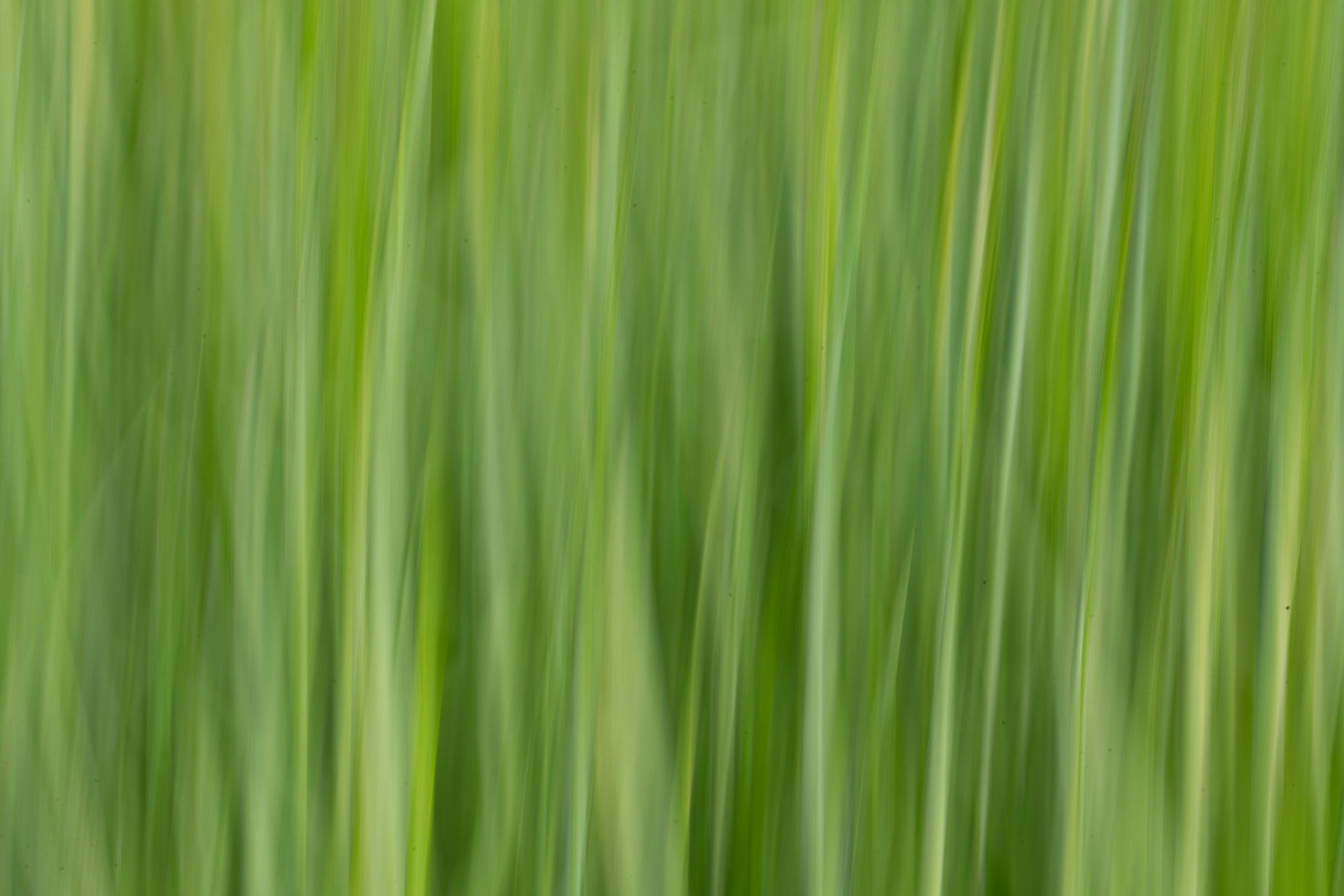 Grass