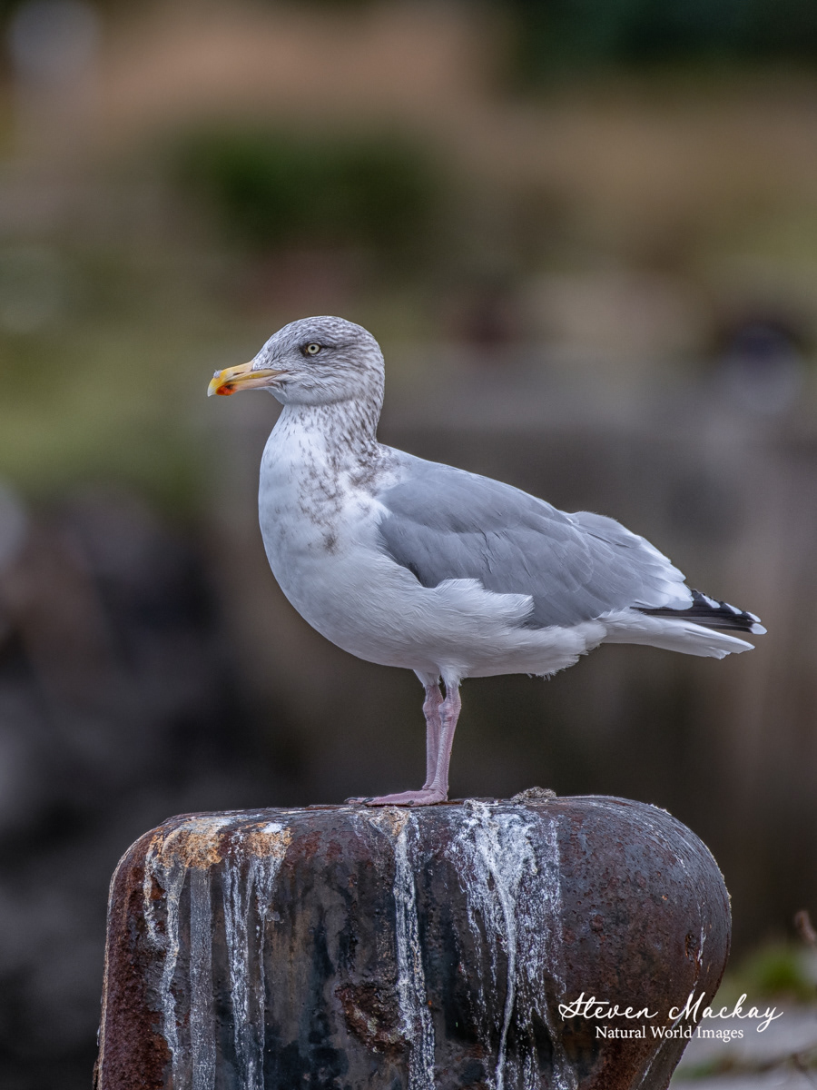 A herring gull at Methil Docks.