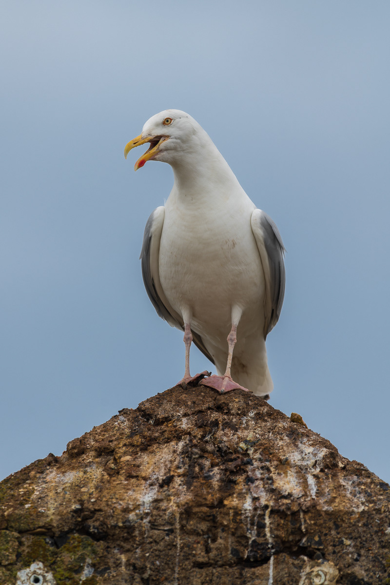Gull
