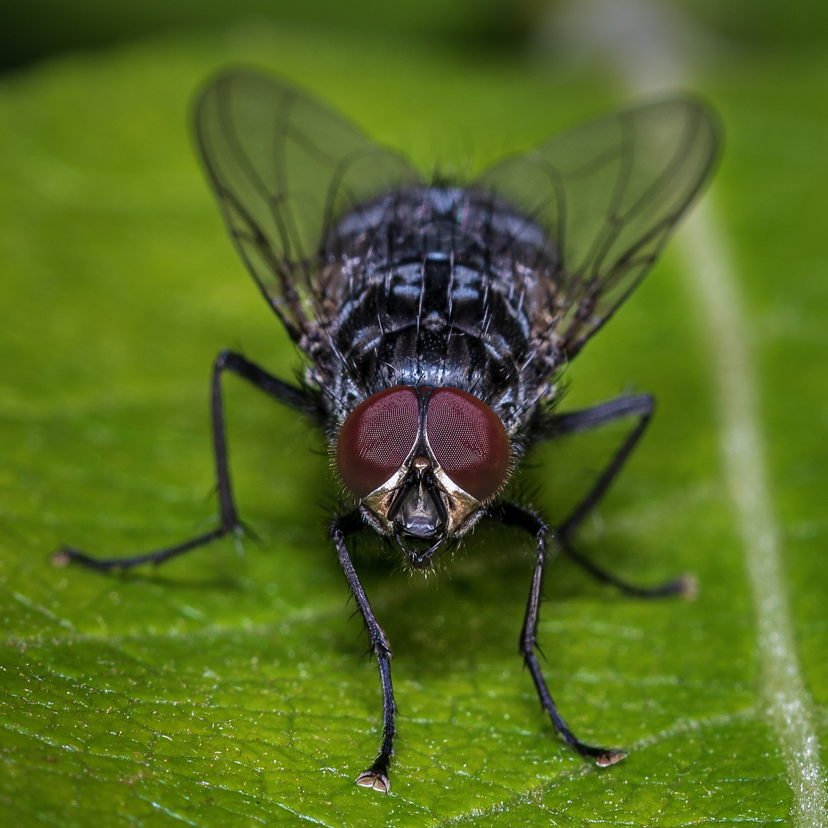 Fly eyes