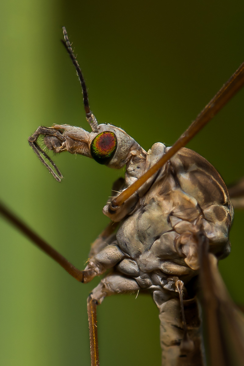Crane fly eye