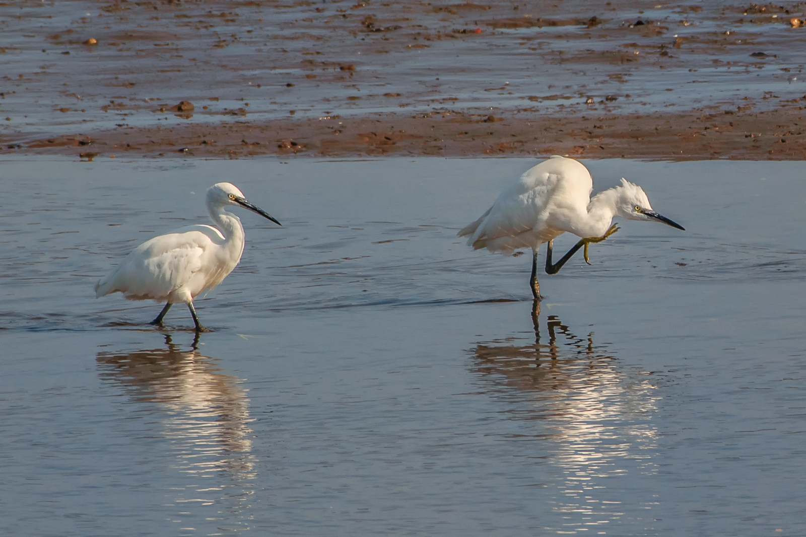 Hunting egrets.