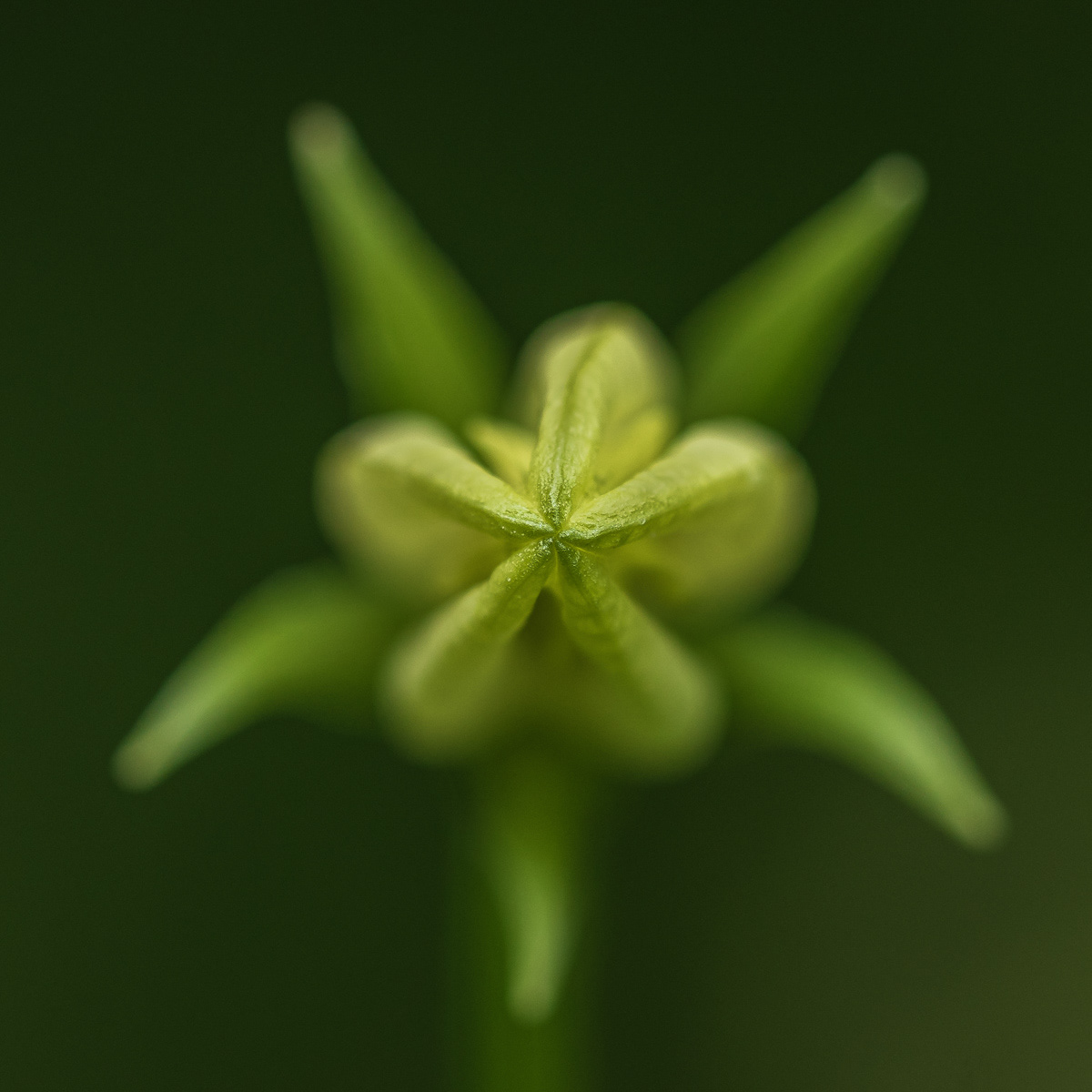 Plant head on
