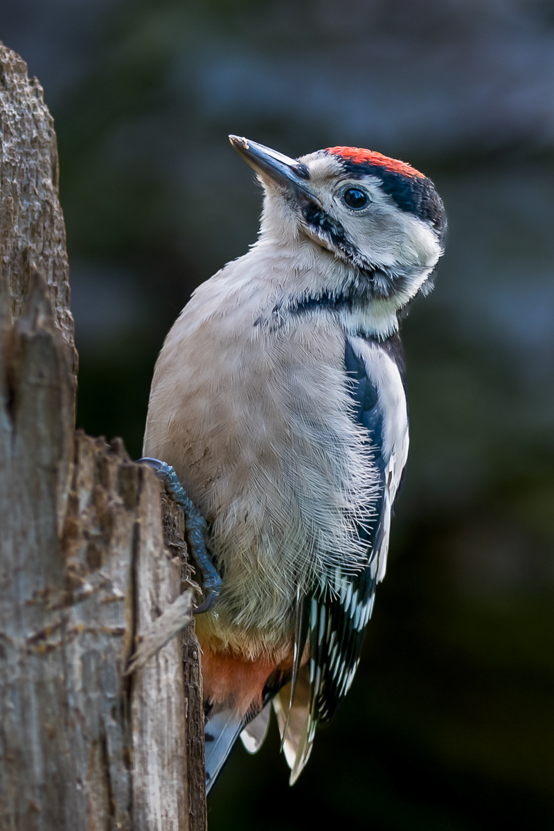 Woodpecker