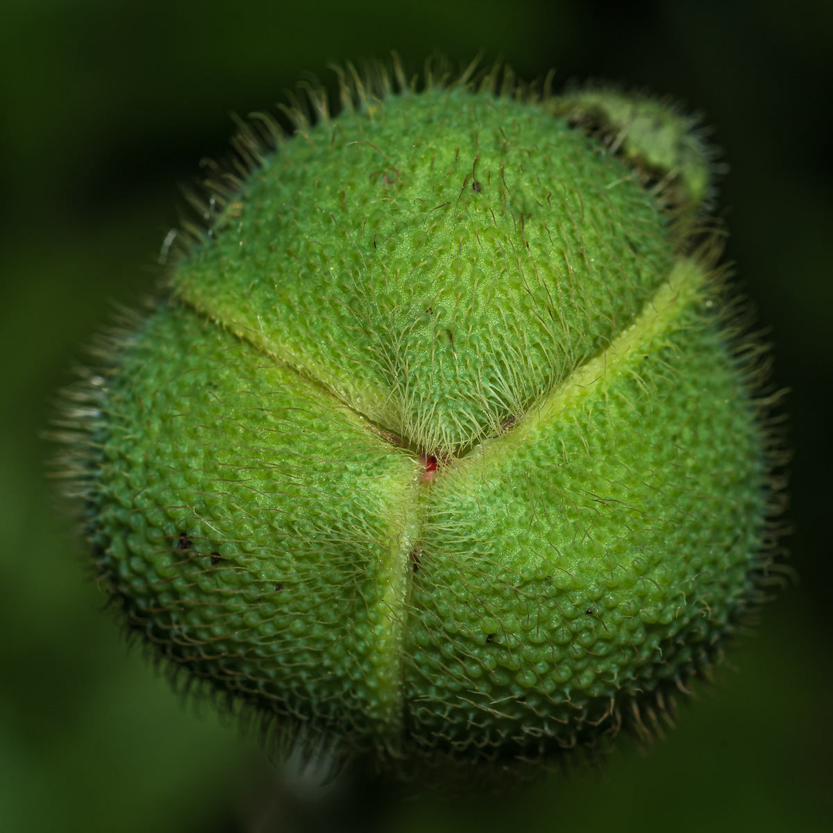 Poppy
