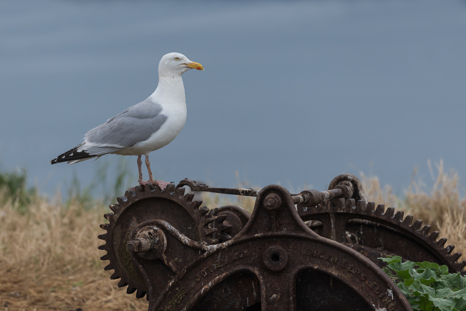 Herring Gull