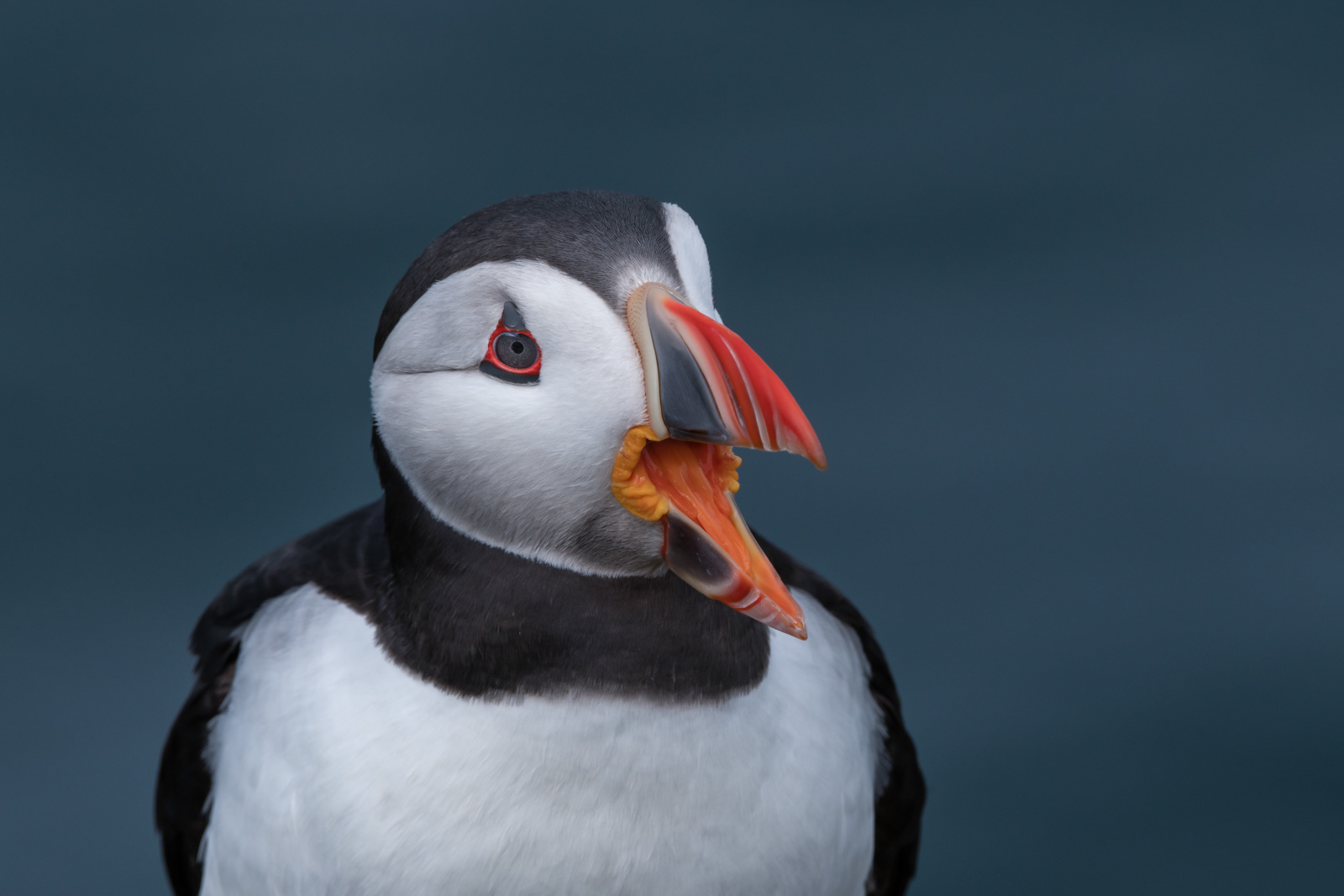 Noisy Puffin