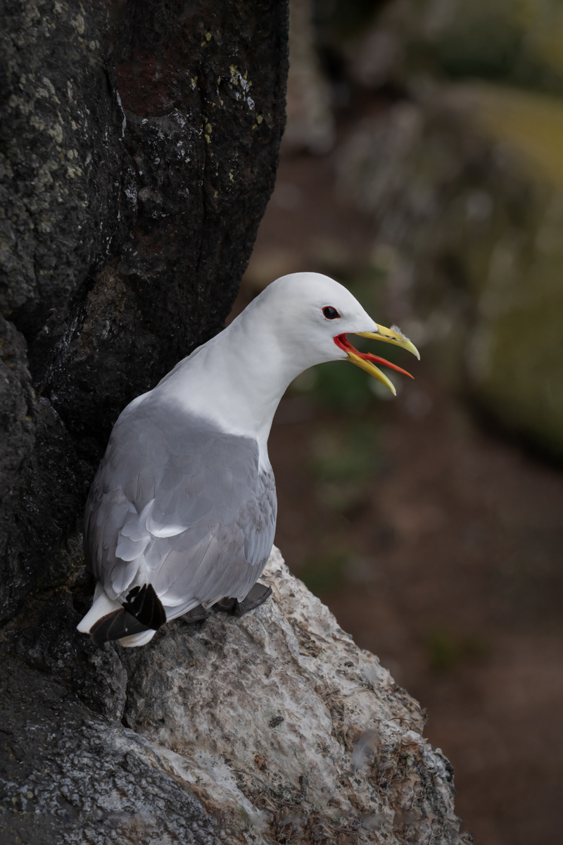 Kittiwake on cliff