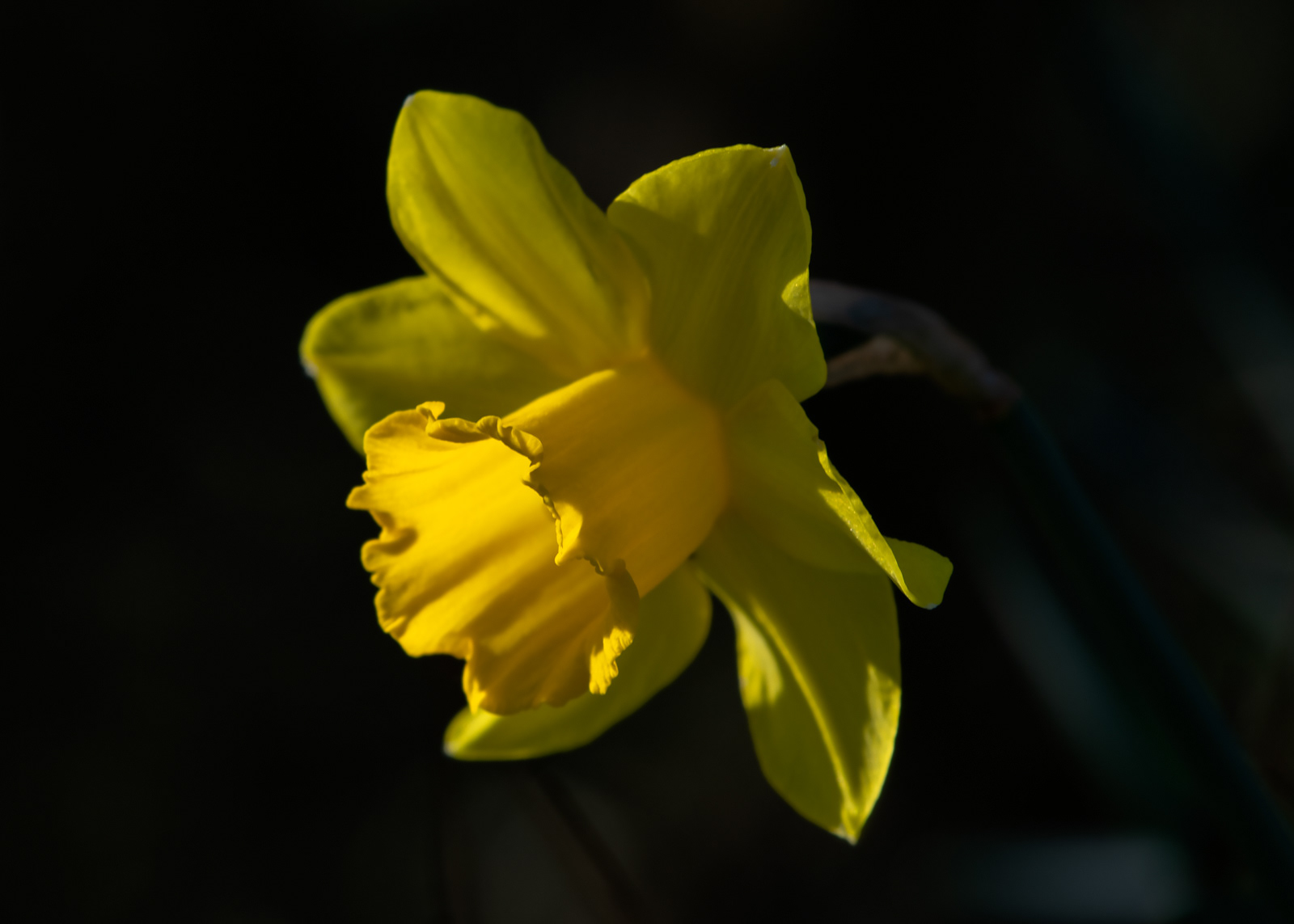 Daffodil