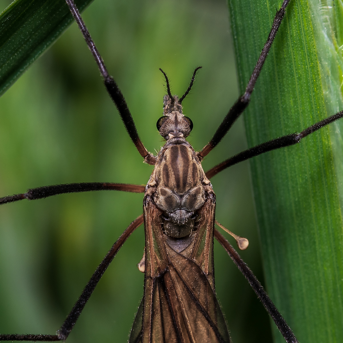 Crane Fly