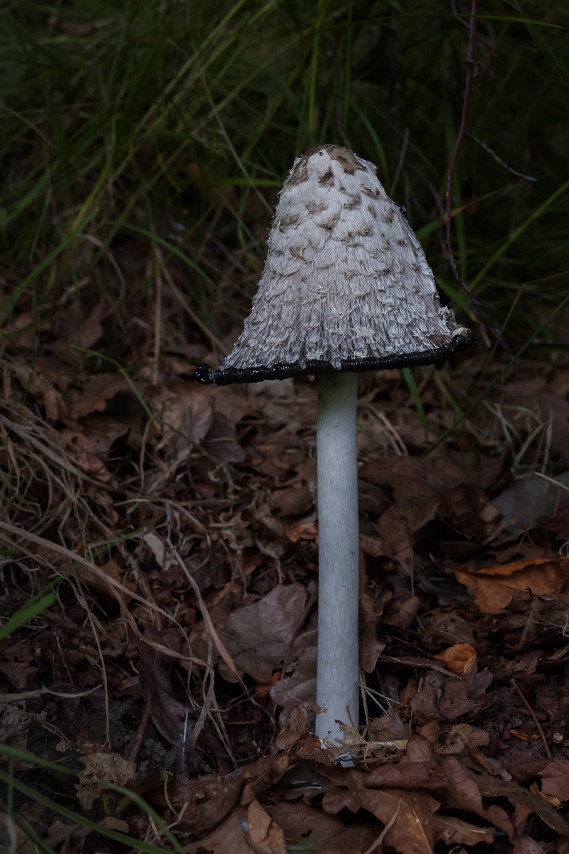 Fungi