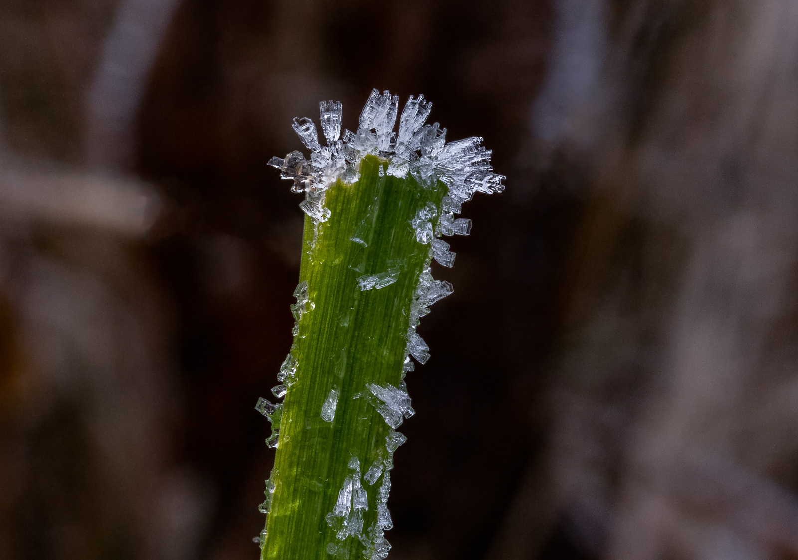 Ice crystals on blade of grass