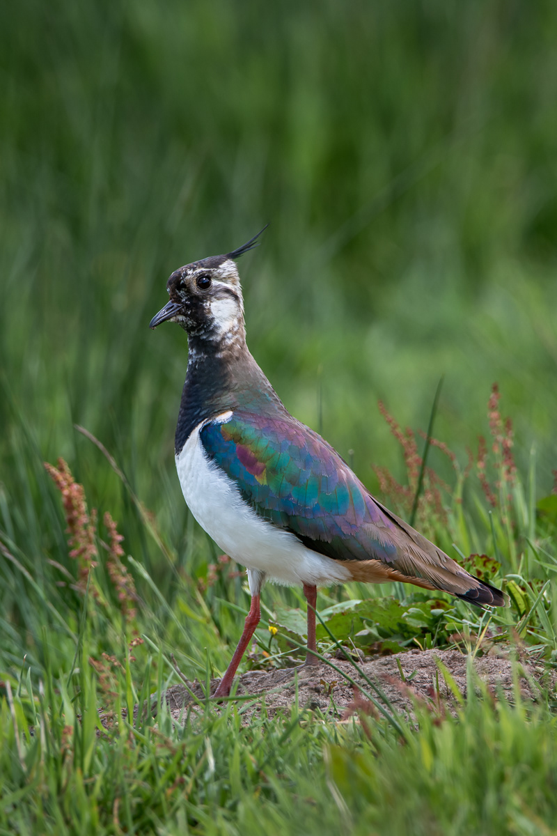 Lapwing