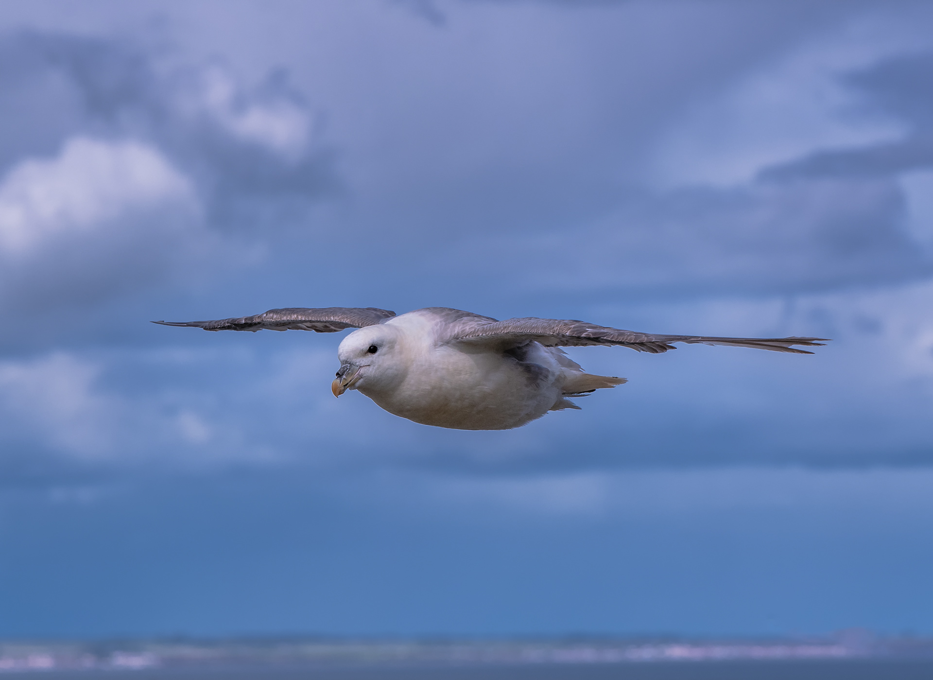 A Fulmar Soaring. My favourite wee seabird. It took several months to get the photograph I wanted.