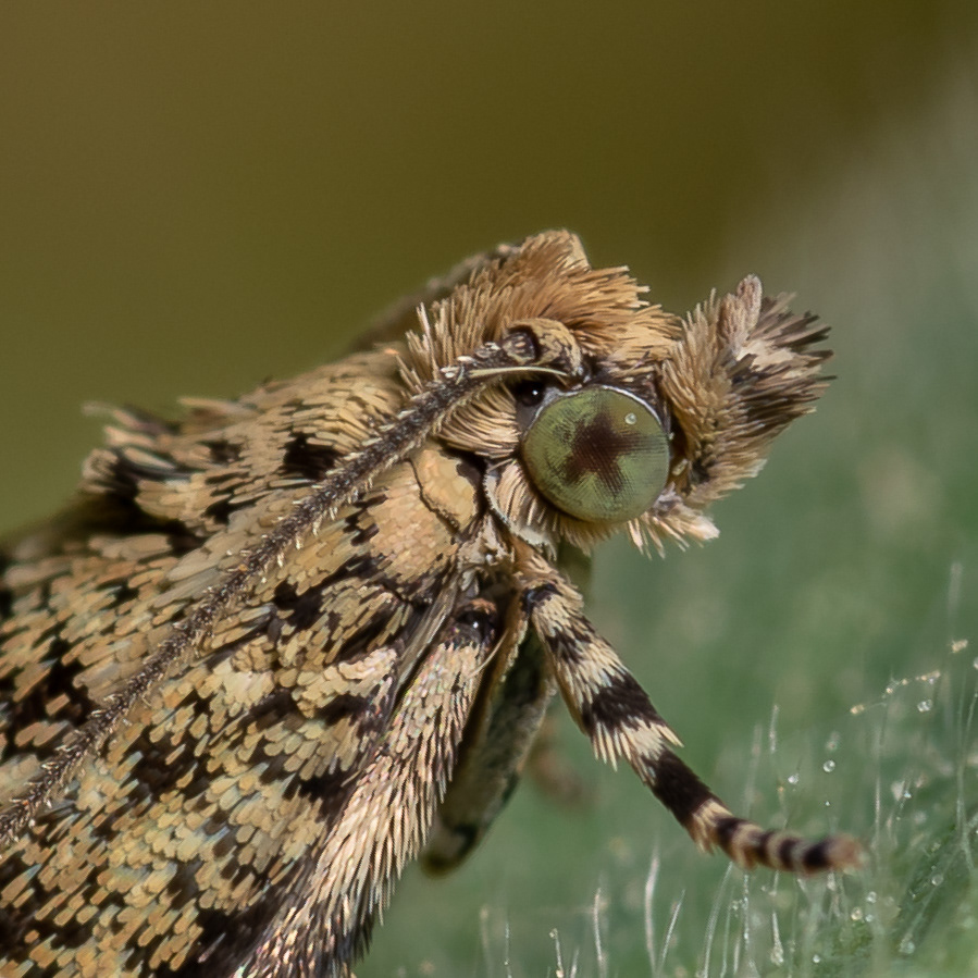 Insect eye