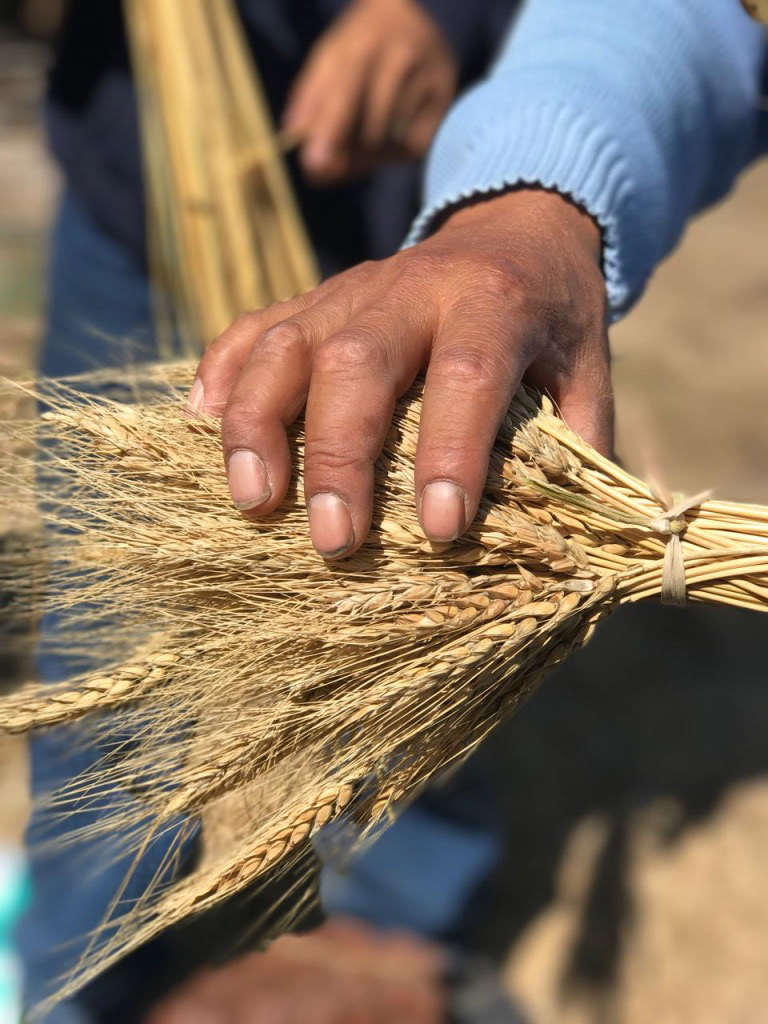 Process: wheat being removed from the straw